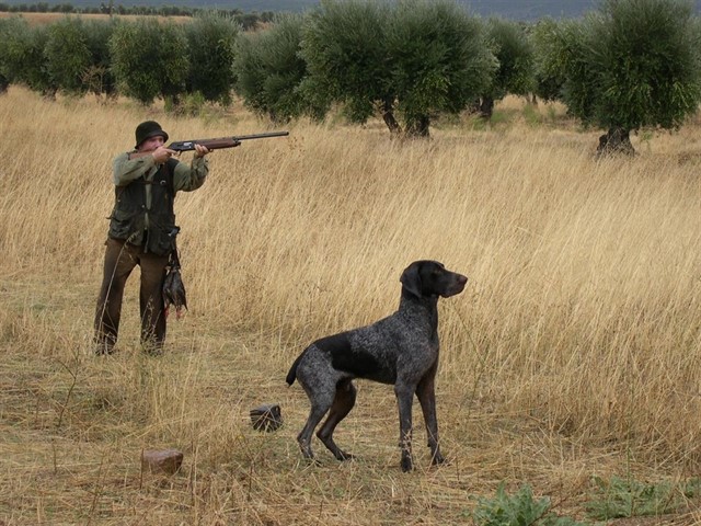 caza con perro