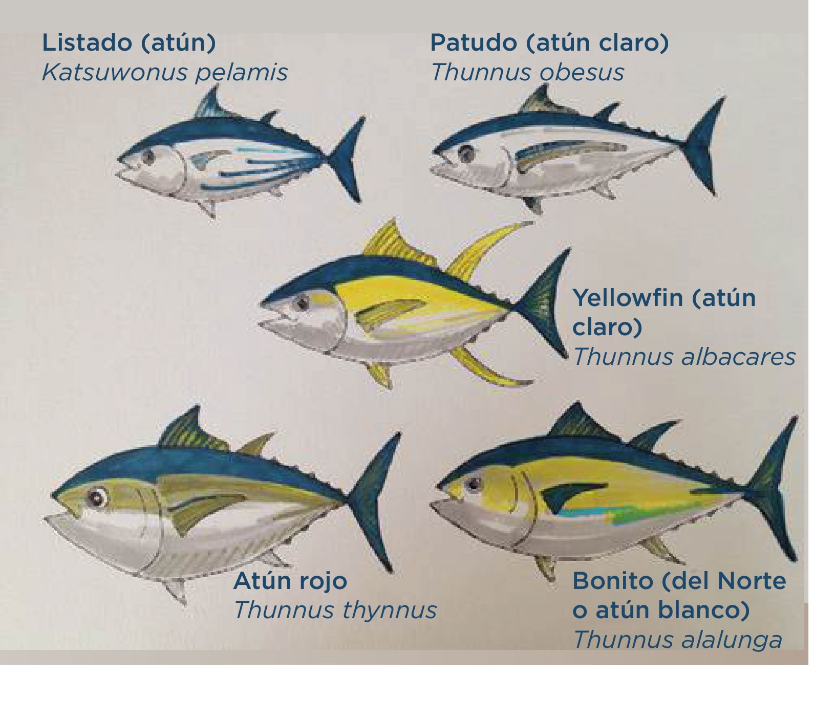 tipos-de-atún
