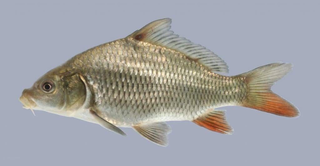 carpa-común