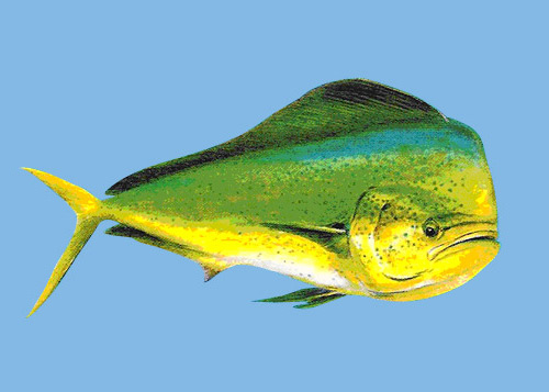 pez-dorado