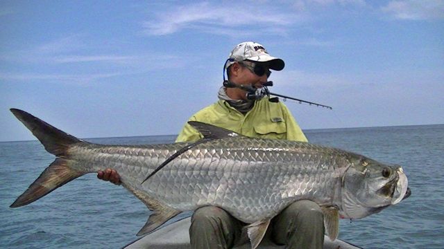 sábalo-o-tarpón